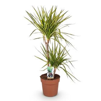 Green boutiQ - Houseplants - Dracaena Sunray - Dragon Blood Tree - Low maintenance - Green - yellow - 1 Plant - Pot 21cm - Height 90-100cm