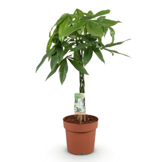 Green boutiQ - Houseplants - Pachira Aquatica braided trunk - Money tree - Low maintenance - Green - 1 Plant - Pot 21cm - Height 80-90cm