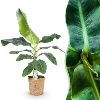 Green boutiQ - Houseplants - Musa acuminata Dwarf Cavendish - Banana Plant - Low Maintenance - Biancoh Basket - Green - 1 Plant - Pot 21cm - Height 70-75cm