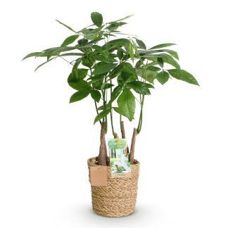Green boutiQ - Houseplants - Pachira Aquatica multi stem - Money Tree - Low maintenance - Biancoh basket - Green - 1 Plant - Pot 17cm - Height 50-55cm