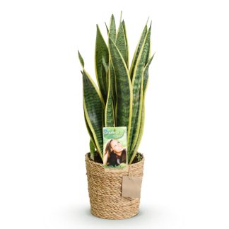Green boutiQ - Houseplants - Sansevieria Laurentii - Snake Plant - Low maintenance - Biancoh basket - Green - yellow - 1 Plant - Pot 17cm - Height 60-70cm