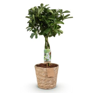 Green boutiQ - Houseplants - Schefflera Nora - Finger Tree - Low maintenance - Biancoh basket - Green - 1 Plant - Pot 21cm - Height 70-82cm