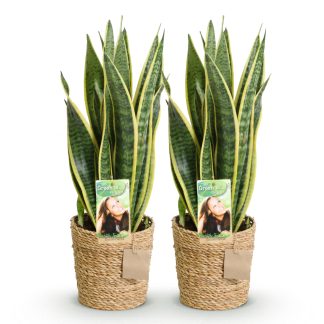 Green boutiQ - Houseplants - Sanseveria Laurentii - Mother-in-law's Tongue - Low maintenance - Biancoh basket - Green - yellow - 2 Plants - Pot 17cm - Height 60-70cm
