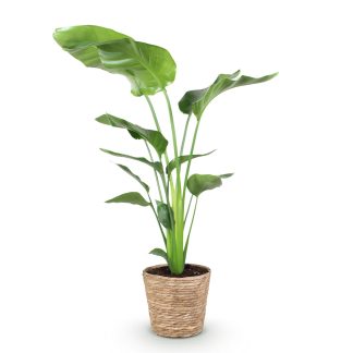 Green boutiQ - Houseplants - Strelitzia Nicolai - Bird of Paradise - Low maintenance - Biancoh basket - Green - 1 Plant - Pot 21cm - Height 110-120cm