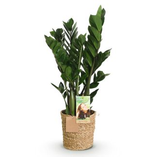 Green boutiQ - Houseplants - Zamioculcas - ZZ plant - Low maintenance - Biancoh basket - Green - 1 Plant - Pot 17cm - Height 65-75cm