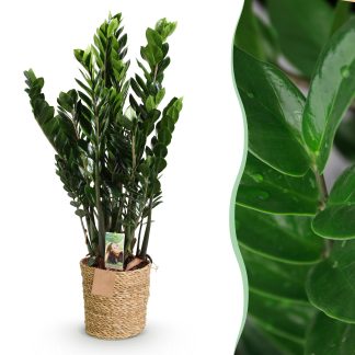 Green boutiQ - Houseplants - Zamioculcas - ZZ plant - Low maintenance - Biancoh basket - Green - 1 Plant - Pot 21cm - Height 80-90cm