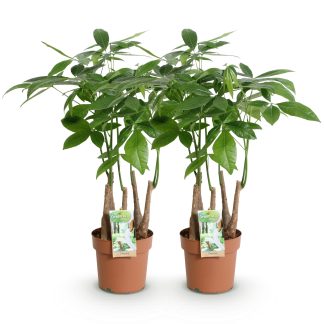Green boutiQ - Houseplants - Pachira Aquatica multi trunk - Money Tree - Low maintenance - Green - 2 Plants - Pot 17cm - Height 50-55cm