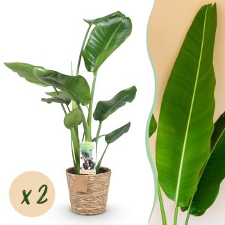 Green boutiQ - Houseplants - Strelitzia Nicolai - Bird of Paradise - Low maintenance - Biancoh basket - Green - 2 Plants - Pot 17cm - Height 70-90cm