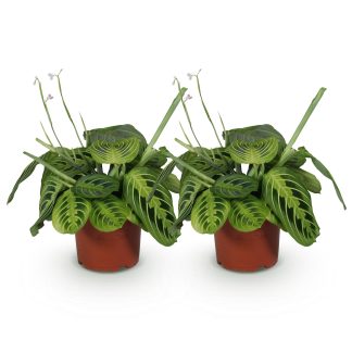 Green boutiQ - Houseplant - Maranta Fascinator Lemon Lime - Prayer Plant - Pet Friendly - Green - 2 Plants - Pot 12cm - Height 30-35cm