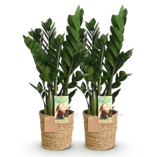 Green boutiQ - Houseplants - Zamioculcas - ZZ plant - Low maintenance - Biancoh basket - Green - 2 Plants - Pot 17cm - Height 65-75cm