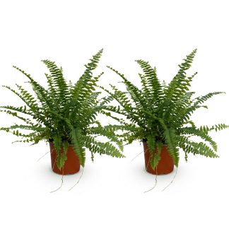 Green boutiQ - Houseplant - Nephrolepsis exaltata Green Lady - Fern - Pet Friendly - Green - 2 Plants - Pot 12cm - Height 28-30cm