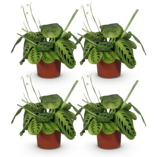 Green boutiQ - Houseplant - Maranta Fascinator Lemon Lime - Prayer Plant - Pet Friendly - Green - 4 Plants - Pot 12cm - Height 30-35cm