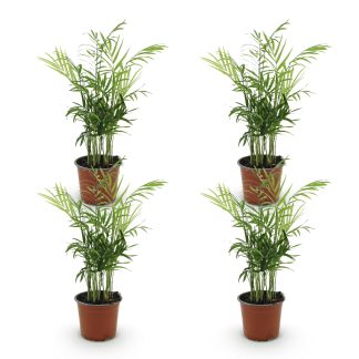 Green boutiQ - Houseplant - Chamaedorea elegans - Gold Palm - Pet Friendly - Green - 4 Plants - Pot 12cm - Height 35-40cm