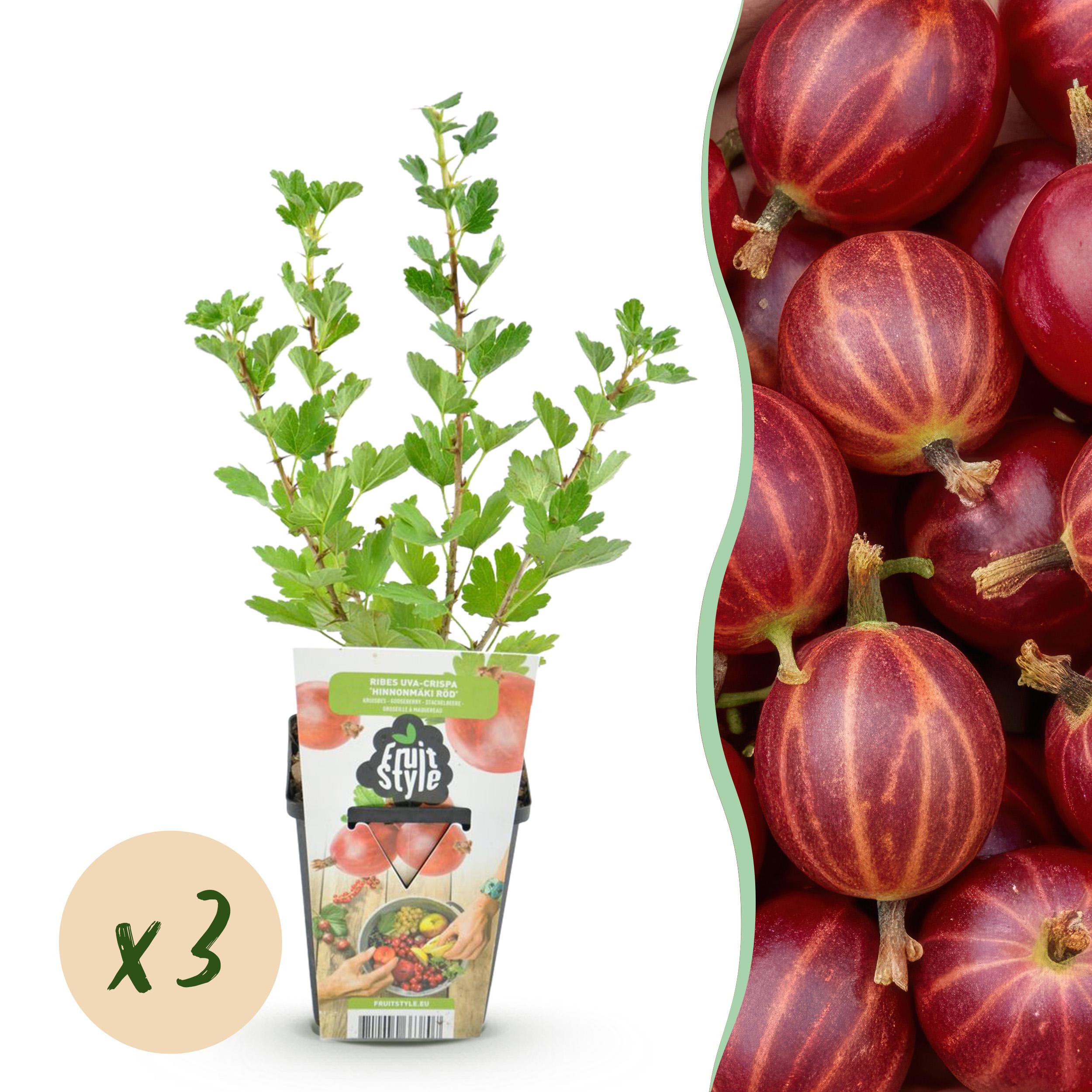 Green boutiQ – Fruitplanten – Kruisbes – Ribes uva-crispa Hinnonmaki Rod – Winterhard – 3 Planten – Pot 9 cm – Rode Bes