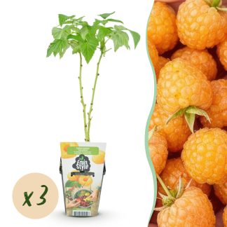 Green boutiQ - Fruitplanten - Framboos - Rubus idaeus Fallgold - Winterhard - 3 Planten - Pot 9 cm - Gele Framboos