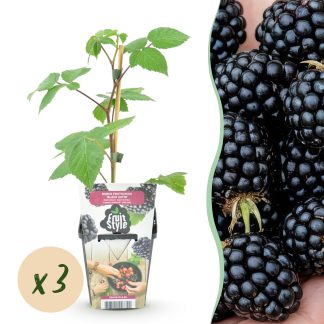 Green boutiQ - Fruitplanten - Braam - Rubus Black Satin - Winterhard - 3 Planten - Pot 9 cm - Zwarte Braam