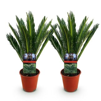 Green boutiQ - Houseplant - Cycas revoluta - Sago Palm - Low maintenance - Green - 2 - Pot 15cm - Height 45-55cm