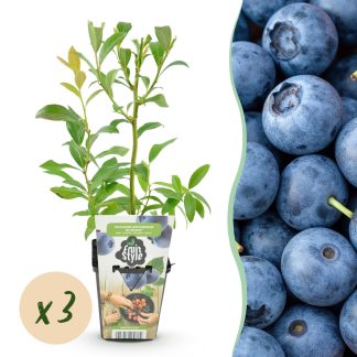 Green boutiQ - Fruitplanten - Blauwe Bes - Vaccinium corymbossum Bluegold - Winterhard - 3 Planten - Pot 9 cm - Blauwe Bes