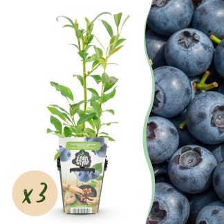 Green boutiQ - Fruitplanten - Blauwe Bes - Vaccinium corymbossum Northland - Winterhard - 3 Planten -Pot 9 cm - Blauwe Bes