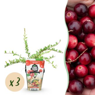 Green boutiQ - Fruitplanten - Blauwe Bes - Vaccinium macrophylla Early Black - Winterhard - 3 Planten - Pot 9 cm - Donker Rode Bes