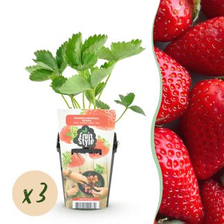 Green boutiQ - Fruitplanten - Aardbei - Fragaria Elsanta - Winterhard - 3 Planten - Pot 9 cm - Rode Aardbei