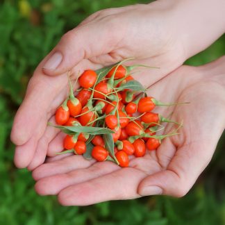 Fruit Plants