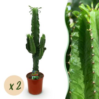 Houseplant - Euphorbia eritrea - African milk tree - Low maintenance - Green - 2 - Pot 19cm - Height 70cm