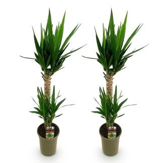 Green boutiQ - Houseplant - Yucca elephantipes - Yucca - Low maintenance - Green - 2 - Pot 19cm - Height 95cm