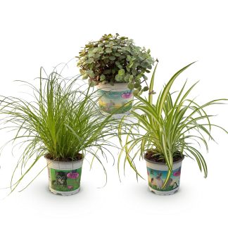 Green boutiQ - Houseplant - Cyperus - Calissia - Chlorophytum - Mix of 3 - Pet-Friendly Plants - Green - 3 Plants - Pot 12cm - Height 20cm