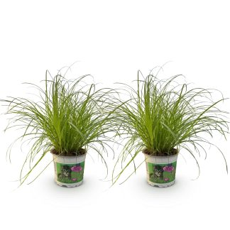 Green boutiQ - Indoor Plant - Cyperus alternifolius Zumula - Cat Grass - Pet Friendly - Green - 2 Plants - Pot 12cm - Height 28-30cm