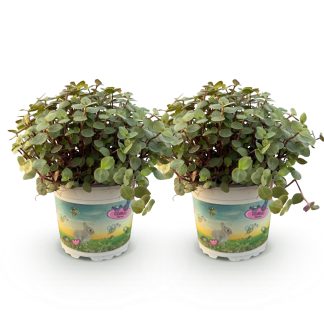 Green boutiQ - Houseplant - Calissia repens - Cat grass - Pet-friendly - Green - 2 Plants - Pot 12cm - Height 17-20cm