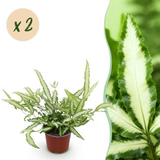 Green boutiQ - Indoor Plant - Pteris cretica Albolineata - Ribbon Fern - Pet Friendly - Variegated - 2 Plants - Pot 12cm - Height 28-30cm