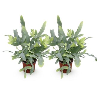 Green boutiQ - Houseplant - Phlebodium aureum Blu Star - Blu Fern - Pet Friendly - Blu - 2 Plants - Pot 12cm - Height 25-30cm