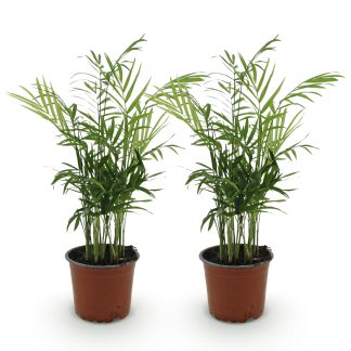 Green boutiQ - Houseplant - Chamaedorea elegans - Gold Palm - Pet Friendly - Green - 2 Plants - Pot 12cm - Height 35-40cm