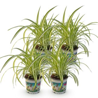 Green boutiQ - Houseplant - Chlorophytum comosum Variegatum - Cat Grass - Pet Friendly - Variegated - 4 Plants - Pot 12cm - Height 25-30cm