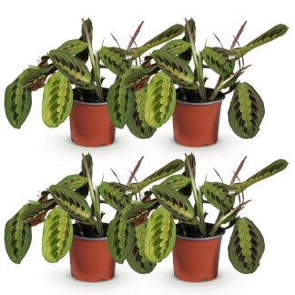 Green boutiQ - Houseplant - Maranta Fascinator Tricolour - Prayer Plant - Pet Friendly - Green - 4 Plants - Pot 12cm - Height 30-35cm