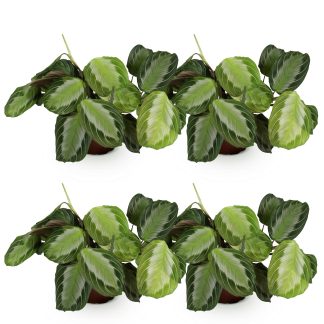 Green boutiQ - Houseplant - Maranta Fascinator Silverband - Prayer Plant - Pet Friendly - Green - 4 Plants - Pot 12cm - Height 30-35cm