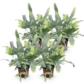 Green boutiQ - Houseplant - Phlebodium aureum Blu Star - Blu Fern - Pet Friendly - Blu - 4 Plants - Pot 12cm - Height 25-30cm