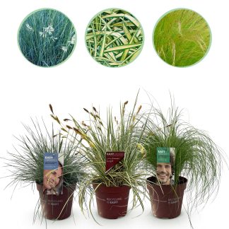 Green boutiQ - Siergrassen - 3 Planten - Blu - Geel - Groen - Groenblijvend - Winterhard - Pot 17cm Hoogte 50cm