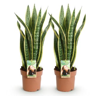 Green boutiQ - Houseplants - Sanseveria Laurentii - Snake Plant - Low maintenance - Green - yellow - 2 Plants - Pot 17cm - Height 60-70cm
