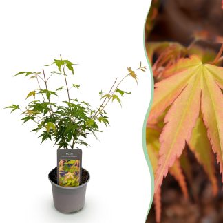 Green boutiQ - Tuinplant - Acer palmatum Katsura - Oranje - 1 Plant - Bladverliezend - Weinig Onderhoud - Pot 12cm Hoogte 35cm