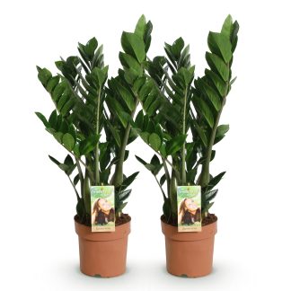 Green boutiQ - Houseplants - Zamioculcas - ZZ plant - Low maintenance - Green - 2 Plants - Pot 17cm - Height 65-75cm