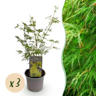 Green boutiQ - Tuinplant - Acer palmatum Emerald Lace - Groen - 3 Planten - Bladverliezend - Weinig Onderhoud - Pot 12cm Hoogte 35cm