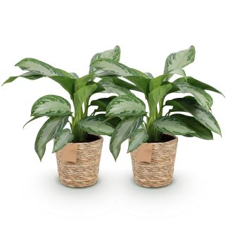 Green boutiQ - Houseplants - Aglaonema Silver Bay - Silver Leaf - Low maintenance - Biancoh basket - Silver - 2 Plants - Pot 17cm - Height 70-75cm