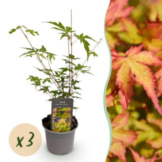 Green boutiQ - Tuinplant - Acer palmatum Sangokaku - Groen - 3 Planten - Bladverliezend - Weing Onderhoud - Pot 12cm Hoogte 35cm