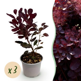 Green boutiQ - Tuinplant - Cotinus coggyria Lilla - Paars 3 Planten - Bladverliezend - Weinig Onderhoud - Pot 12cm Hoogte 35cm