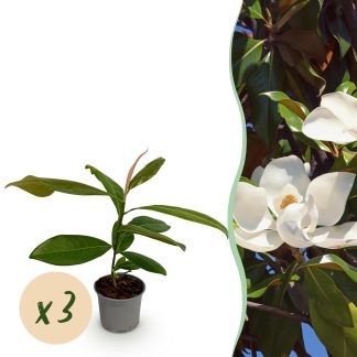 Green boutiQ - Tuinplant - Magnolia grandiflora - Bloem Bianco - 3 Planten - Bladhoudend - Weinig Onderhoud - Pot 12cm Hoogte 30cm
