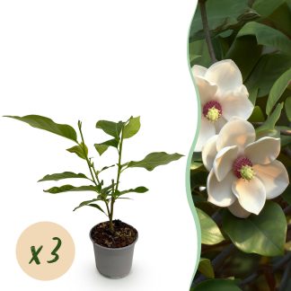 Green boutiQ - Tuinplant - Magnolia sieboldii - Bloem Bianco-Rood - 3 Planten - Bladverliezend - Weinig Onderhoud -Pot 12cm Hoogte 30cm