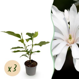 Green boutiQ - Tuinplant - Magnolia stellata Royal Star - Bloem Bianco - 3 Planten - Bladverliezend - Weinig Onderhoud - Pot 12cm Hoogte 30cm
