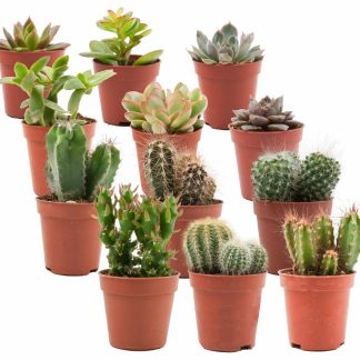 Mix of Real Cacti and Succulents - 12 Pieces - Vaso  5,5 cm - Height: 5-10 cm